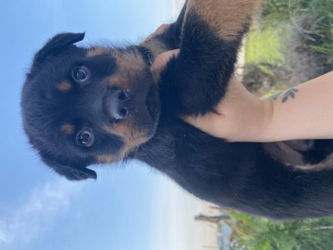 Üst kalite rottweiler yavrular