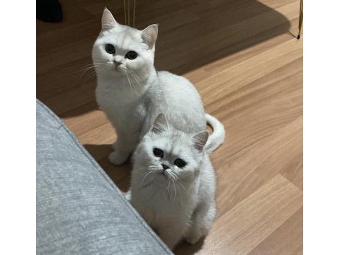 Silver erkek ve dişi kedimiz