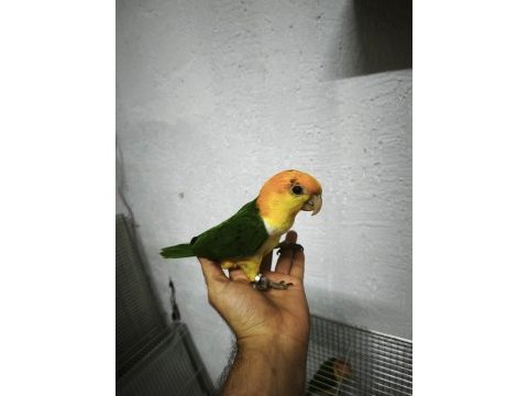 Oyuncu renk güzeli caique bebekler