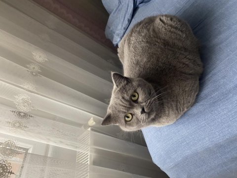 British shorthair 1,5 yaşında