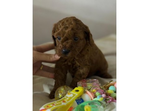 Dişi ve erkek teacup poodle
