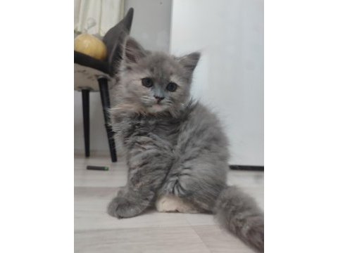 2 aylık 4 tane yavru kedilerimiz