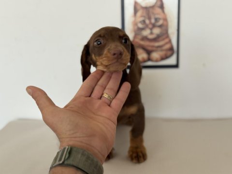 Petmode köpek çiftliğinde ziyarete açık dachshund
