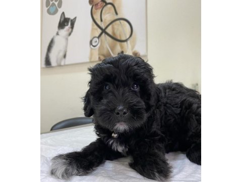 Terrier tatlı uysal köpeğimiz