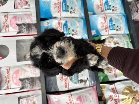 Dişi erkek maltipoo bebeklerimiz