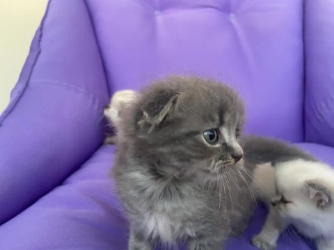 Scottish fold