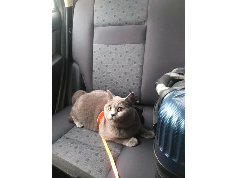 British shorthair 14 aylık