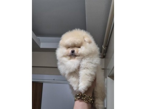 Üst kalite sıfır burun orijinal ırk pomeranian boo