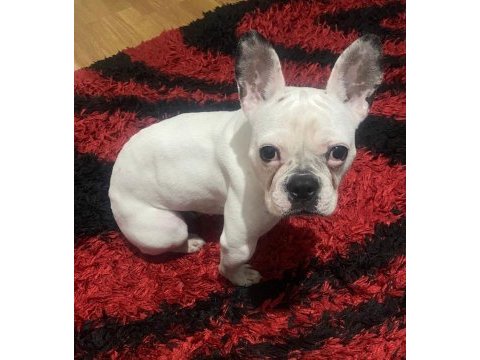 2 yaşında akıllı dişi french bulldog