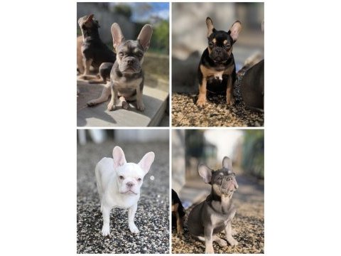 Aşılı fluffy ve ısabella taşıyıcı exotic french kızlarımız