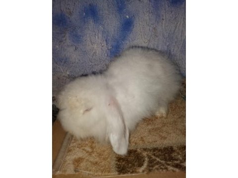 Hollanda teddy lop anaç tavşanlar