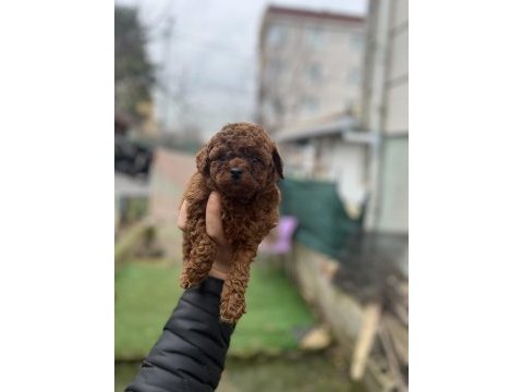 Kore dark red poodle bebekler