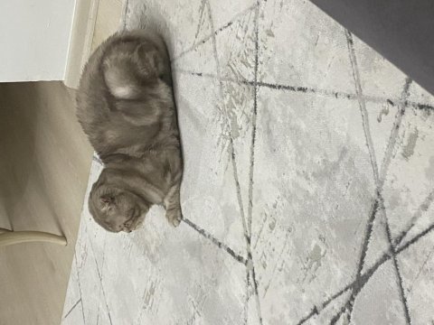 Scottish fold kedisi