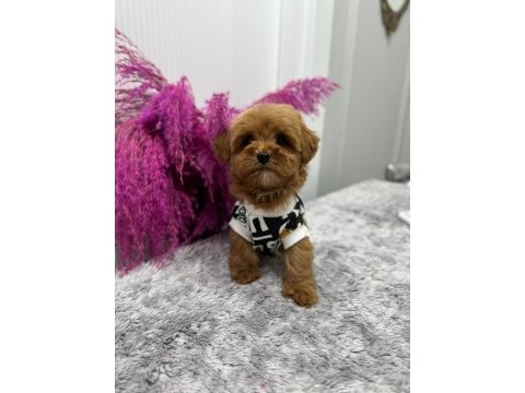 Yavru maltipoo