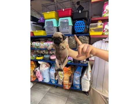 Pug yavrum sağlık ve ırk garantilidir