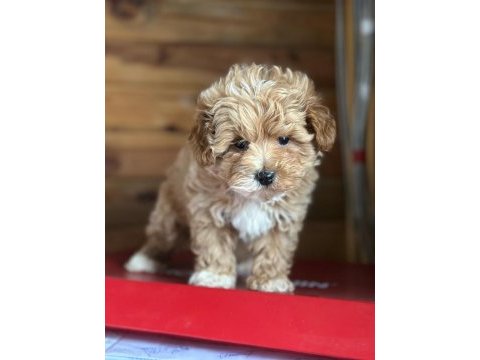 Maltipoo yavrularımız