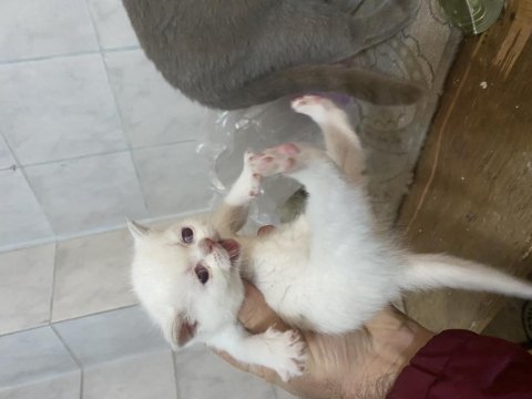 Dişi erkek mevcut british shorthair
