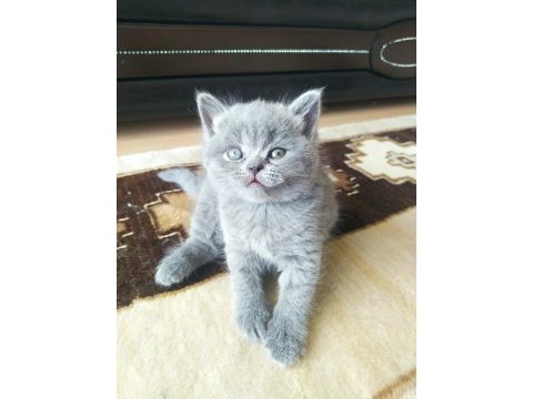 07.04.2023 doğumlu british shorthair yavrular