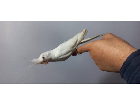 Evcil albino sultan papağanı