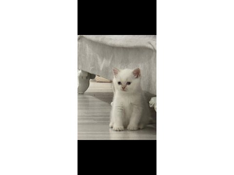 British shorthair ve scottish fold