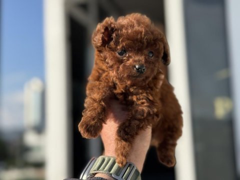 Çok özel tiny kore poodle yavrularımız ziyarete açık