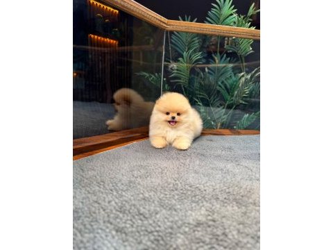 Safkan teddy bear kore pomeranian yavrularımız