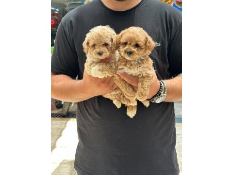 Sağlıklı orjinal maltipoo