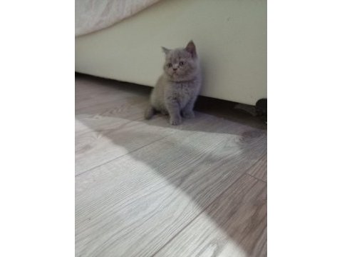 Lilac dişi british shorthair yavrular