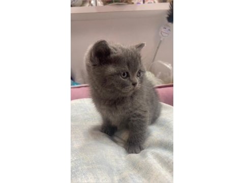 British shorthair yavru kedimiz yeni yuvasını arıyor
