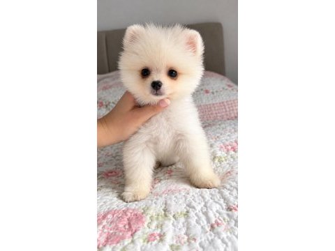 Beyaz pomeranian yavru