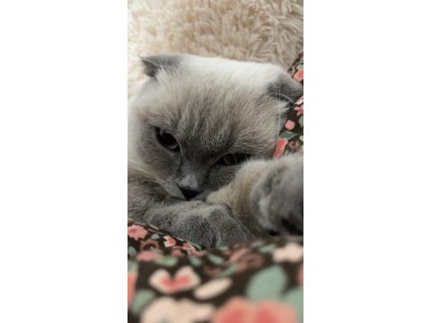 Scottish fold blue point kedisi