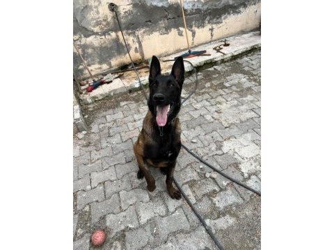 A şecereli malinois yavrular