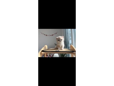 Nadir renk ay golden british shorthair 