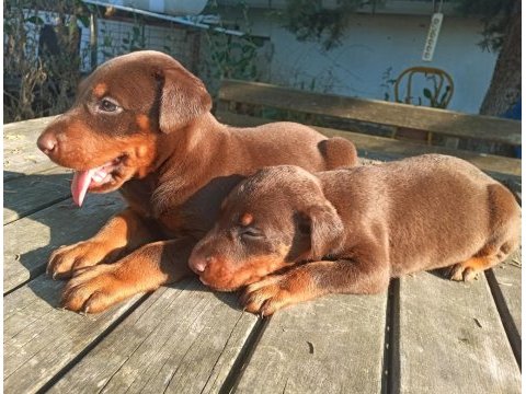 Safkan european kızıl doberman yavru