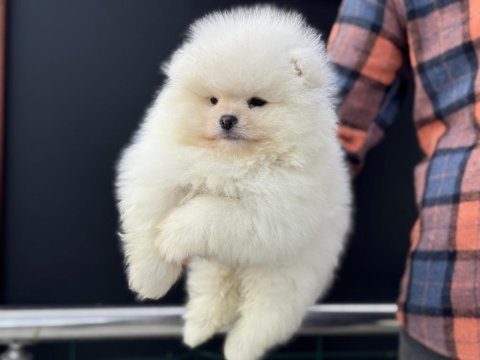 Petmode köpek çiftliğinden teddy face pomeranian