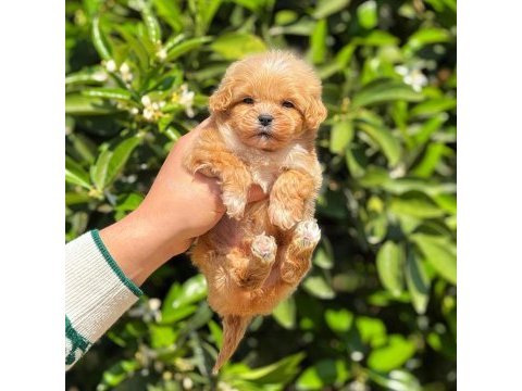 Yavru erkek maltipoo köpeğimiz