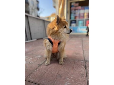 Pomeranian tilki surat