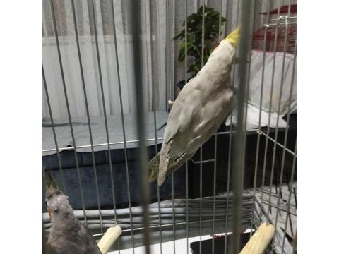 4 aylık sultan papağanı