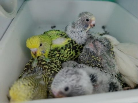 Jumbo muhabbet kuşu yavruları