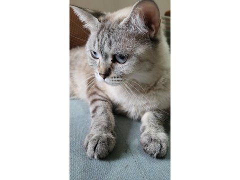 British shorthair bayram şekeri