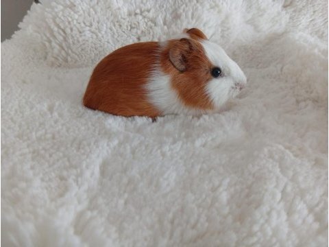 Guinea pig bebekler