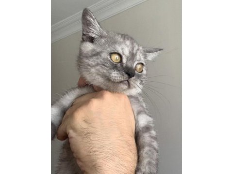 Show kalite safkan british shorthair yavrular
