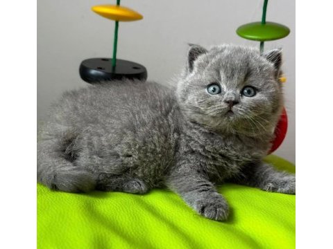 Yuvarlak kafa gri british shorthair
