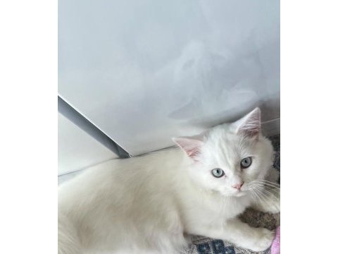 British longhair 8 aylık erkek