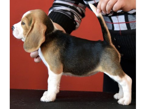 Avcı beagle yavrularım