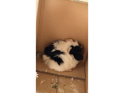Yavru guinea pig