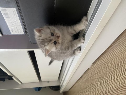 2 aylık british shorthair