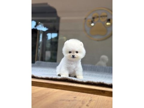 Pomeranian bebek