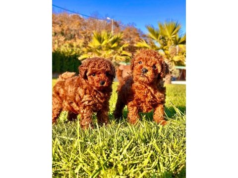 Hipoalerjanik toy poodle bebeklerim