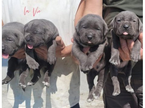 Koca kafa cane corso kendi köpeğimin yavruları